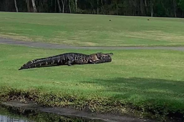 Watch Giant Cannibal Alligator Feast on Love Rival on Florida Golf ...